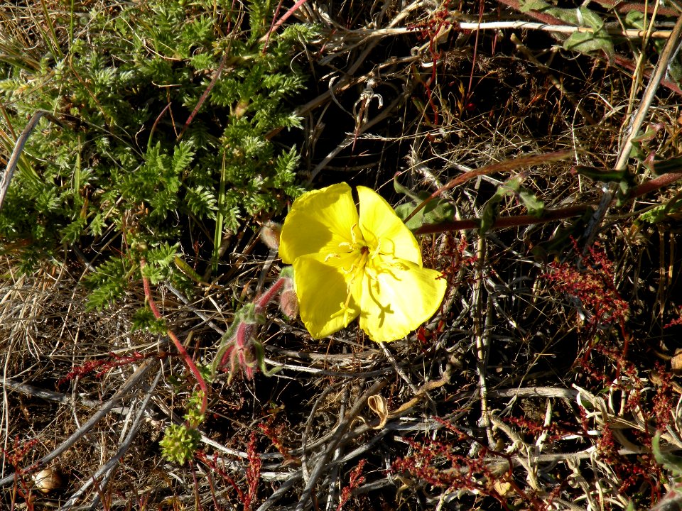 Oenothera odorata Jacq. Onagraceae. "Don diego de la noche".