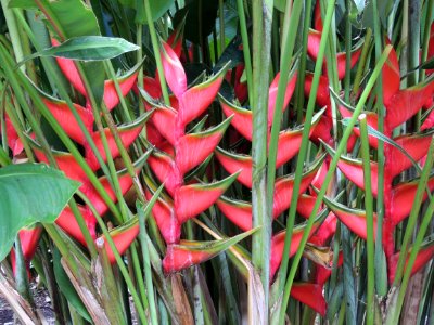 Heliconia bihai (L.) L. Heliconiaceae. "Bijao".