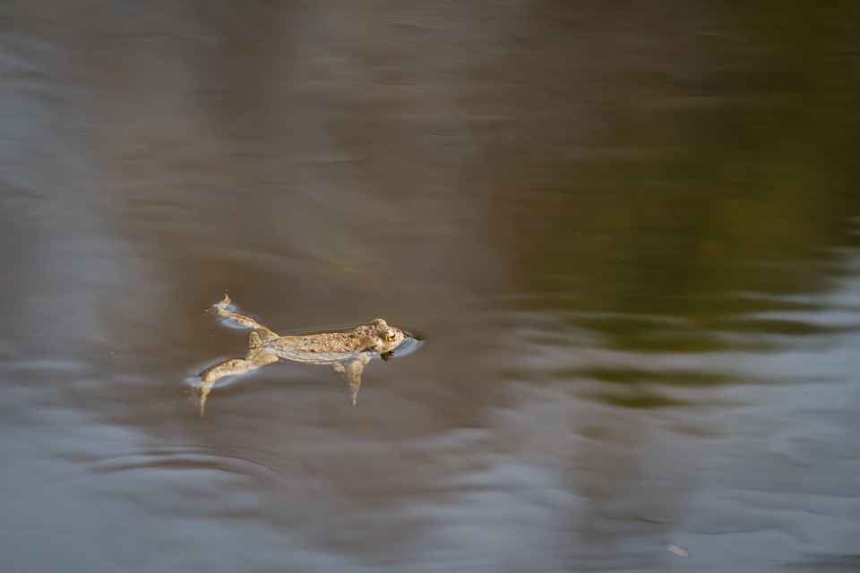 Nature water creature