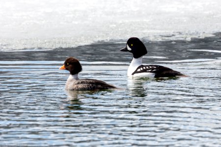 Barrow’s goldeneye breeding pair