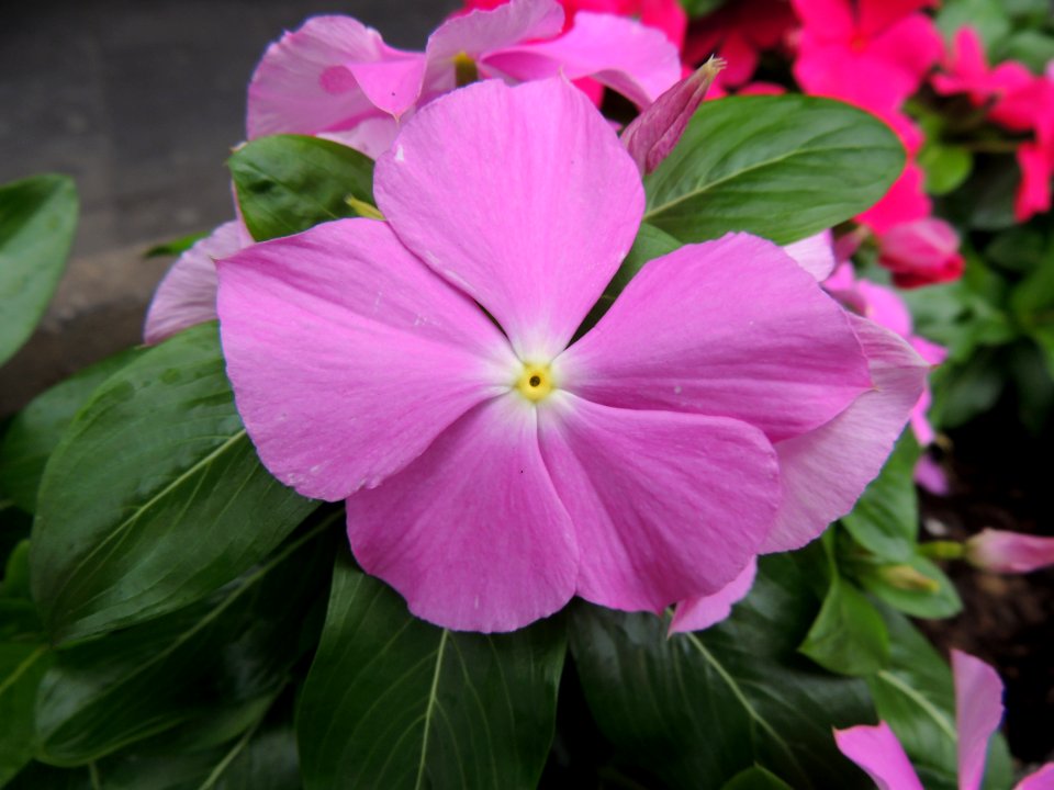 Catharanthus roseus (L.) G. Don. Apocynaceae.