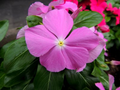 Catharanthus roseus (L.) G. Don. Apocynaceae.
