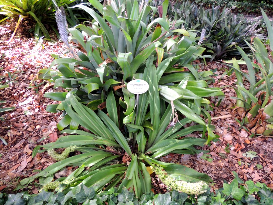 Aechmea bromeliifolia (Rudge) Baker var. albobracteata Philcox. Bromeliaceae. (La de márgenes espinosos de las hojas.)