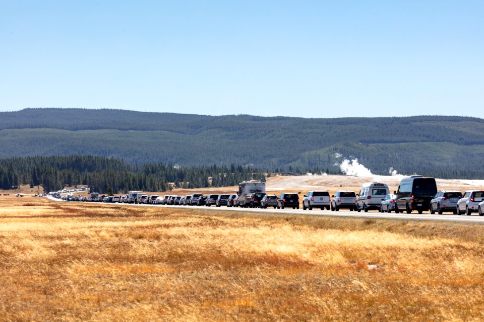 The back of a bison jam at Lower Geyser Basin