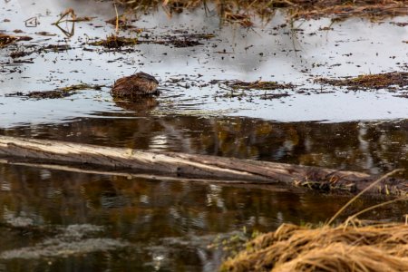 Muskrat in Obsidian Creek