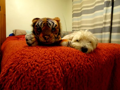 The dog and his toy tiger. Best friends.