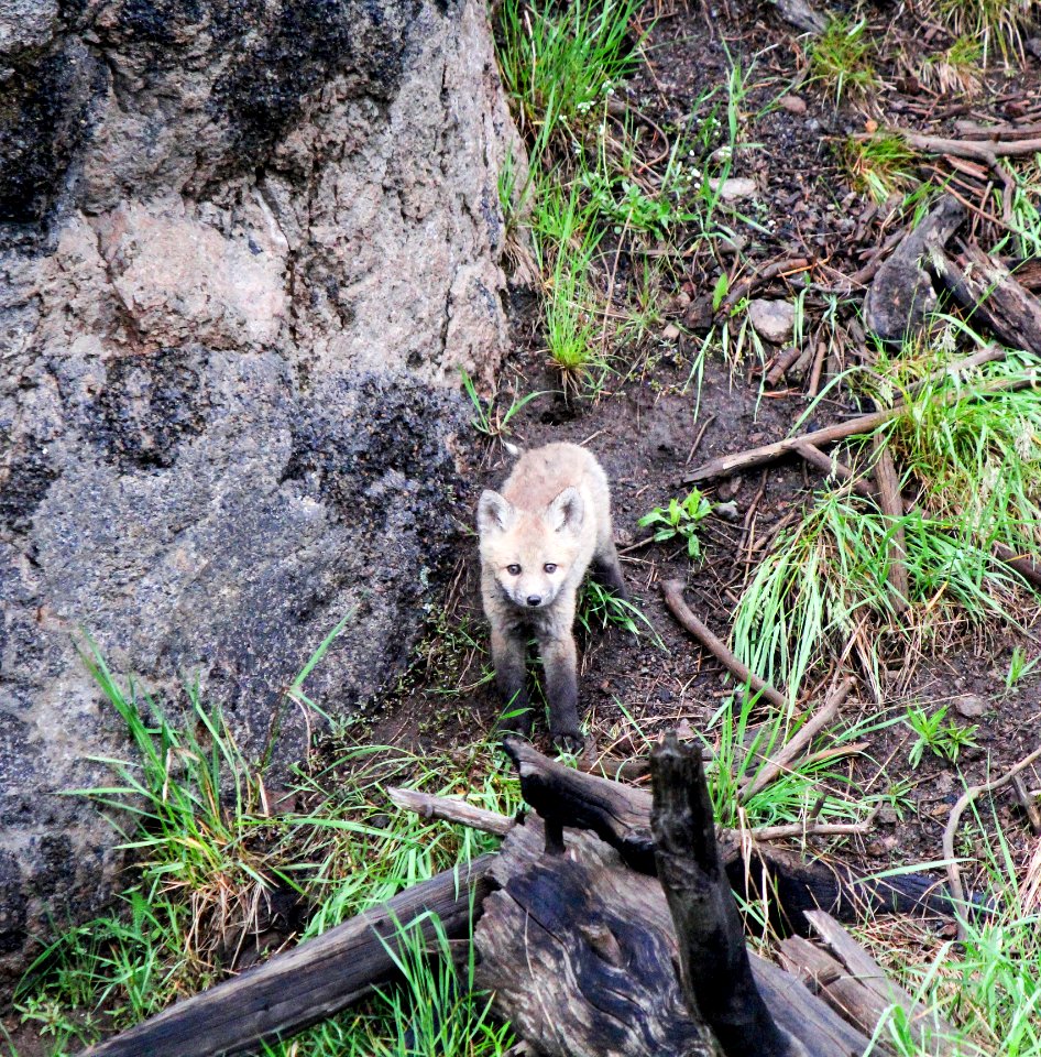 Red fox kit near Gibbon Falls