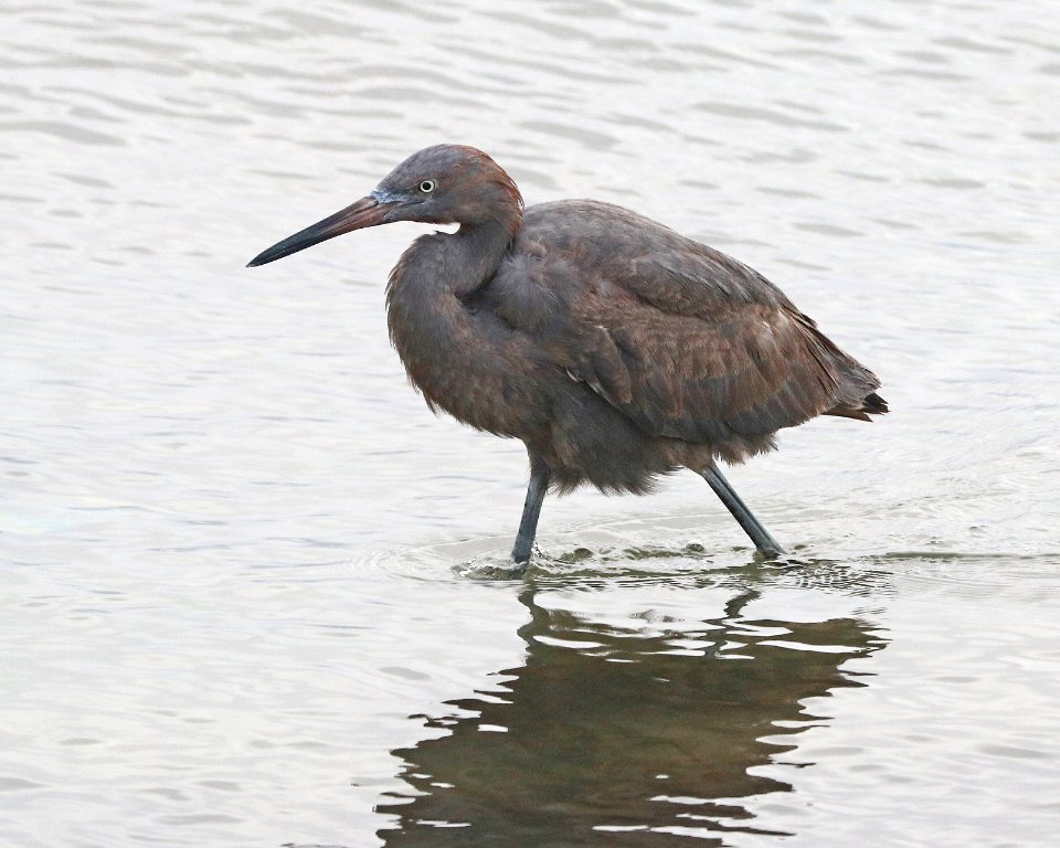 191 - REDDISH EGRET (1-11-2018) first year, attu st, coronado, san diego co, ca -01 (5)