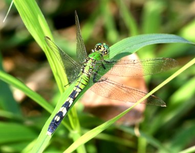 PONDHAWK, EASTERN (Erythemis simplicicollis) (10-30-2020) the butterfly center, mission, hidalgo co, tx -02 male