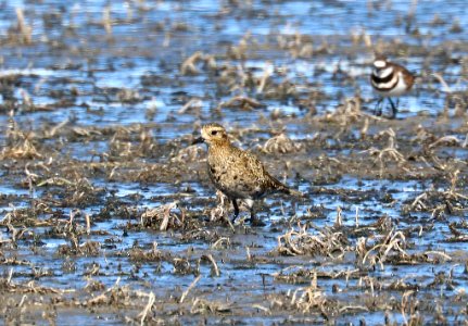 255 - EUROPEAN GOLDEN-PLOVER (10-17-2020) lake 14, maxwell r w r, colfax co, nm -07