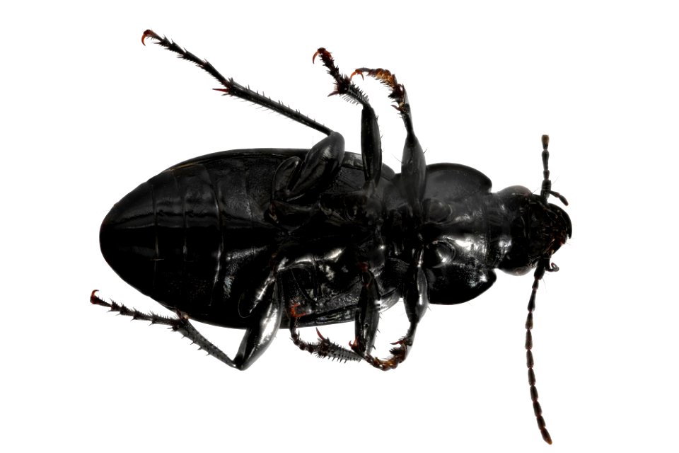 Poecilus corvinus (bottom view)
