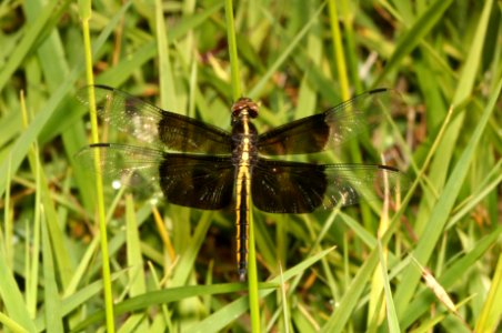 SKIMMER, WIDOW (Libellula luctuosa) (5-28-2018) rick evans prairie w m a, hemstead co, ar -01