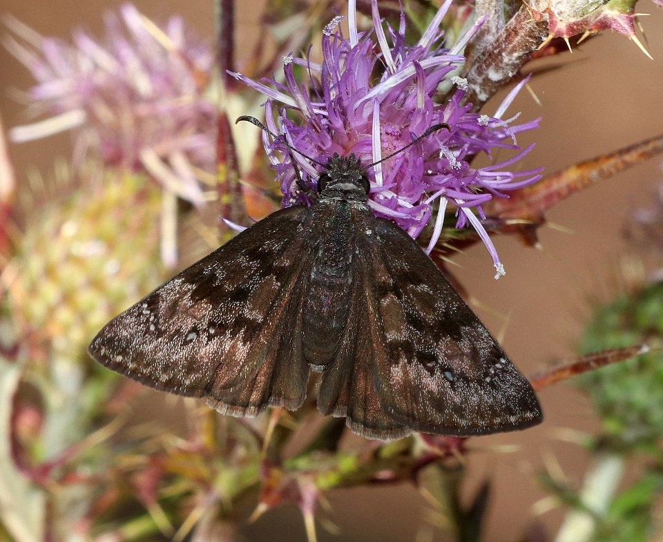 DUSKYWING, MERIDIAN (Erynnis meridianus) (9-16-2020) 7100 ft, powerline tank, west of potato patch campground, prescott nat forest, yavapai co, az -01
