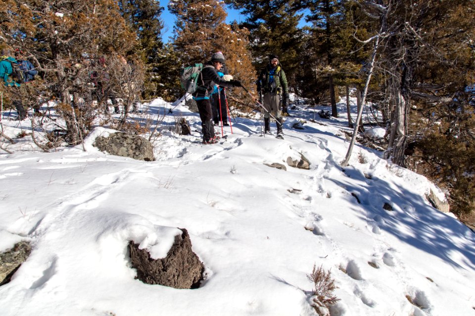 Yellowstone Forever Cougar Course - tracking 3 cougars photo