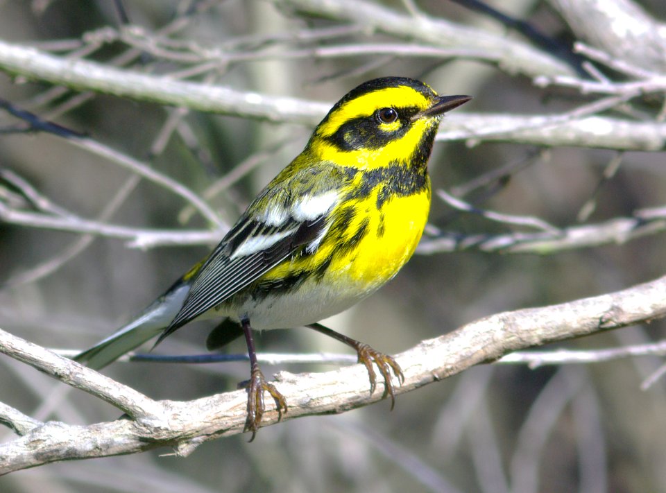 WARBLER, TOWNSEND'S (1-10-08) -4