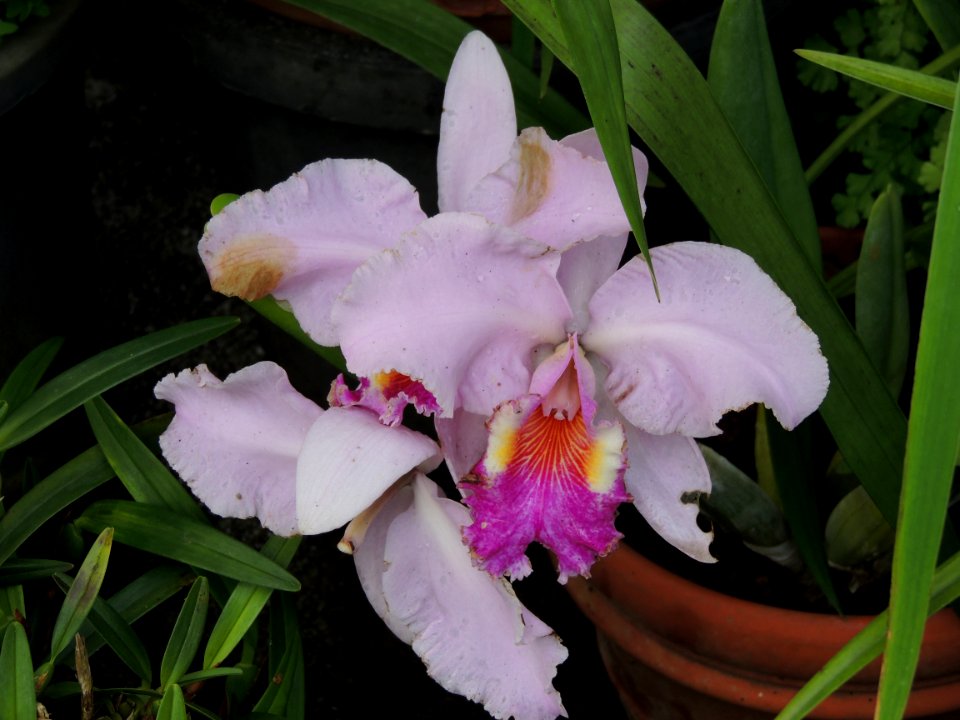 Cattleya sp. Orchidaceae.
