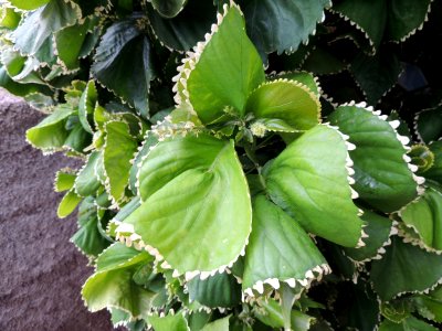 Acalypha wilkesiana Müll. Arg. var. marginata Mill. Euphorbiaceae. "Pantalones de payaso".
