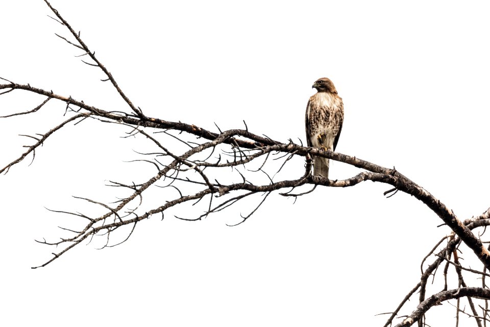 Red-tailed hawk perched above the Gardner River (Buteo jamaicensis)
