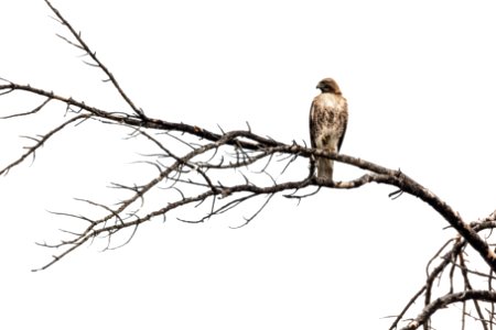 Red-tailed hawk perched above the Gardner River (Buteo jamaicensis) photo