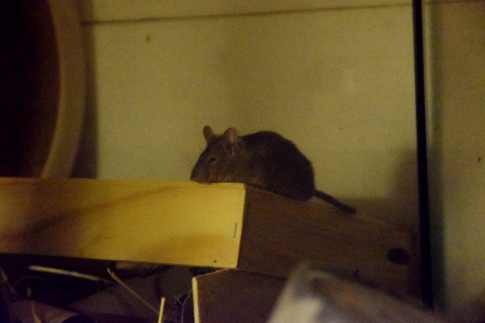Sleepy mouse