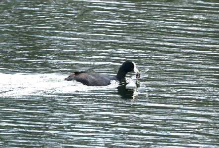 HAWAIIAN COOT (8-29-2017) pu'u anahulu - big island golf club, hawaii co, hawaii -04