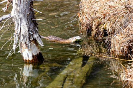 Muskrat with a mouthful of vegetation