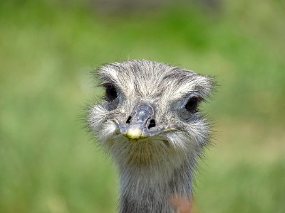 Bird