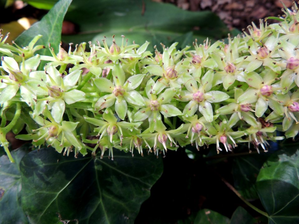 Eucomis bicolor Baker. Asparagaceae. "Flor de piña, king's flower, pineapple lily".