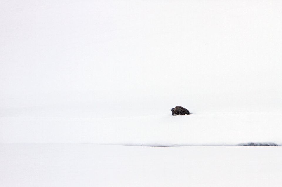 Bull bison in Hayden Valley