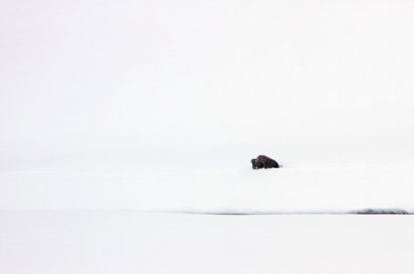 Bull bison in Hayden Valley