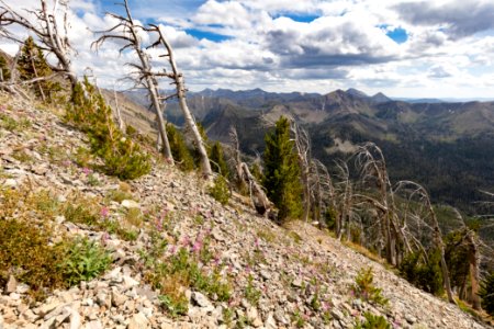 Krumholtz along the Avalanche Peak Trail photo