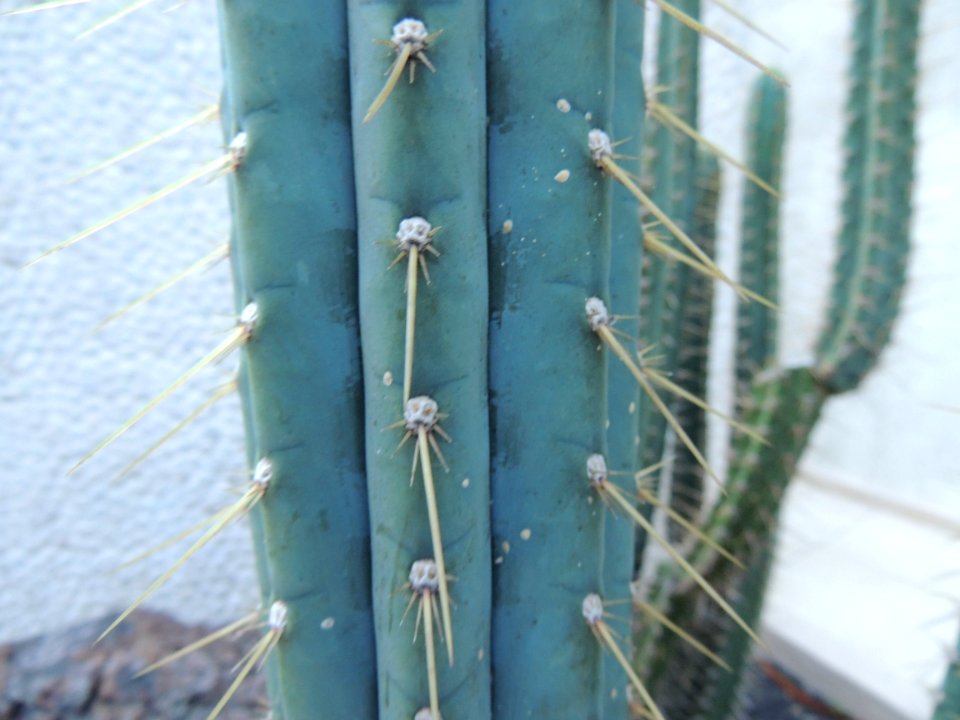 Opuntia sp. Cactaceae.