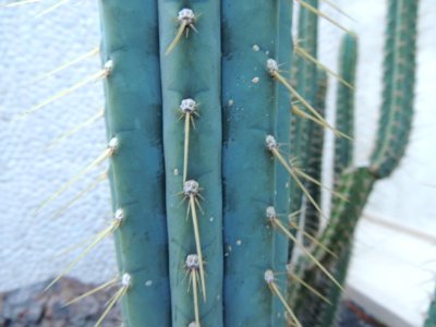 Opuntia sp. Cactaceae.