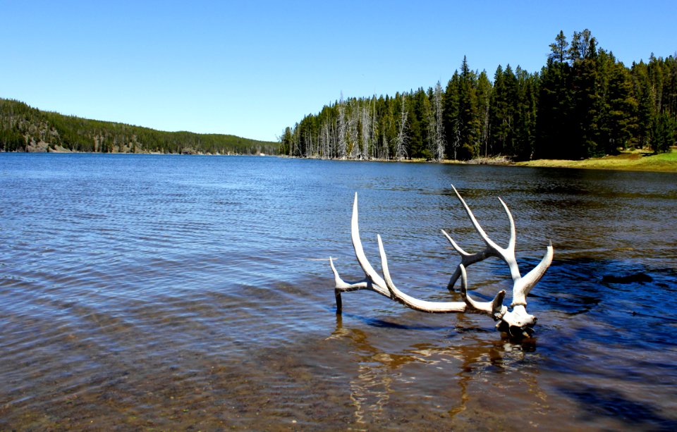 Elk antlers and partial skull in Flat Mountain Arm