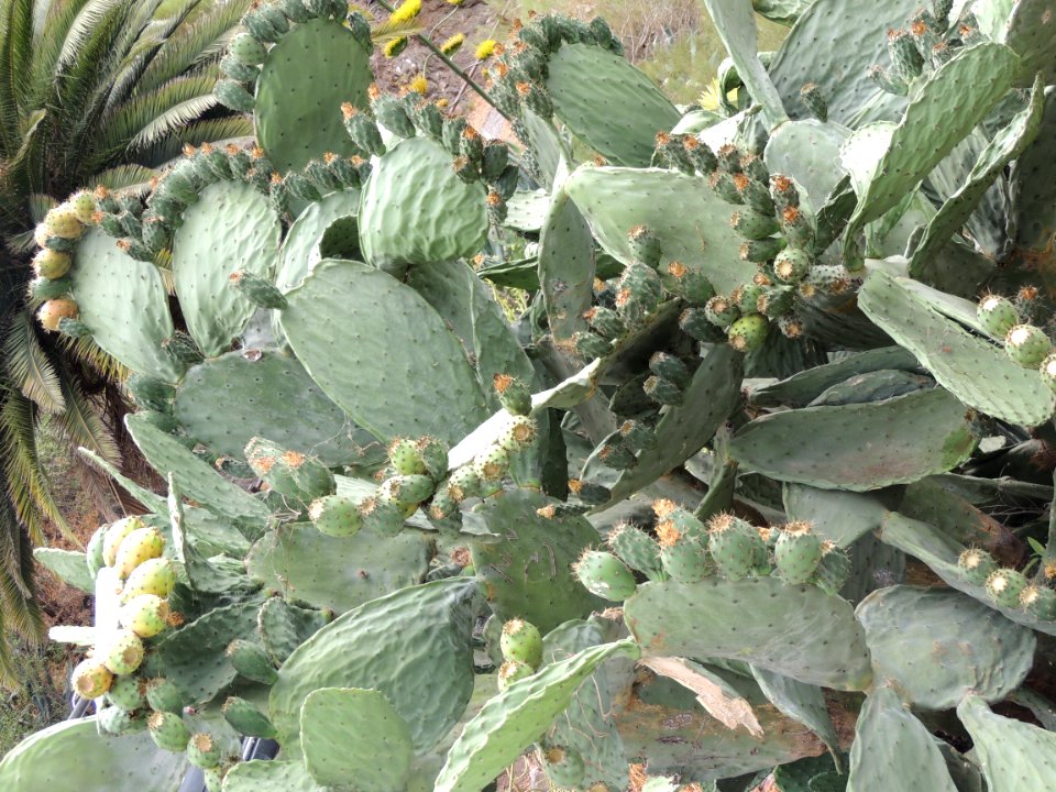 Opuntia ficus-indica (L.) Mill. Cactaceae. "Chumbera; tunera".