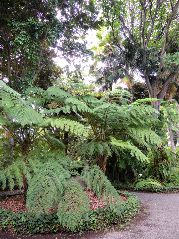 Cyathea cooperi (F. Muell.) Domin. "Australian tree fern."