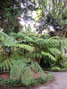 Cyathea cooperi (F. Muell.) Domin. "Australian tree fern."