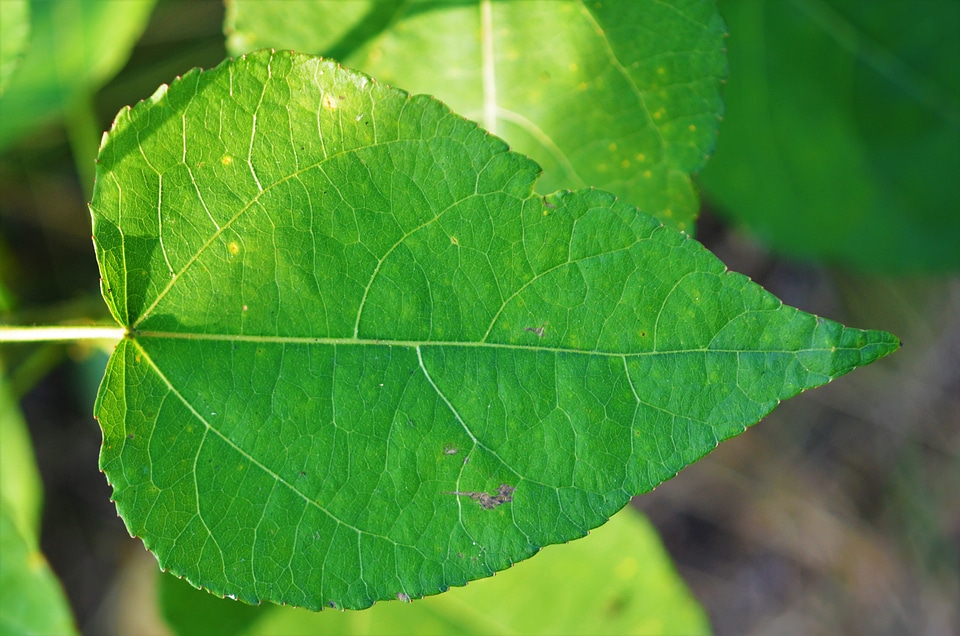 Green leaves summer nature