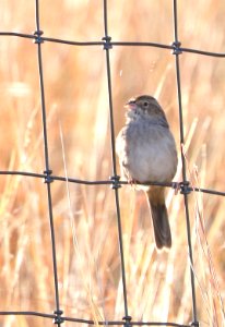 868 -  CASSIN'S SPARROWS (11-10-2017) lado de loma, lake patagonia ranch estates, santa cruz co, az -05b