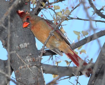 CARDINAL, NORTHERN (12-8-10) santa gertrudis lane, scc, az -01