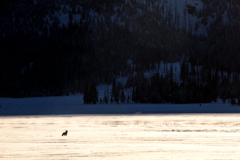 Coyote Silhouette in the Distance