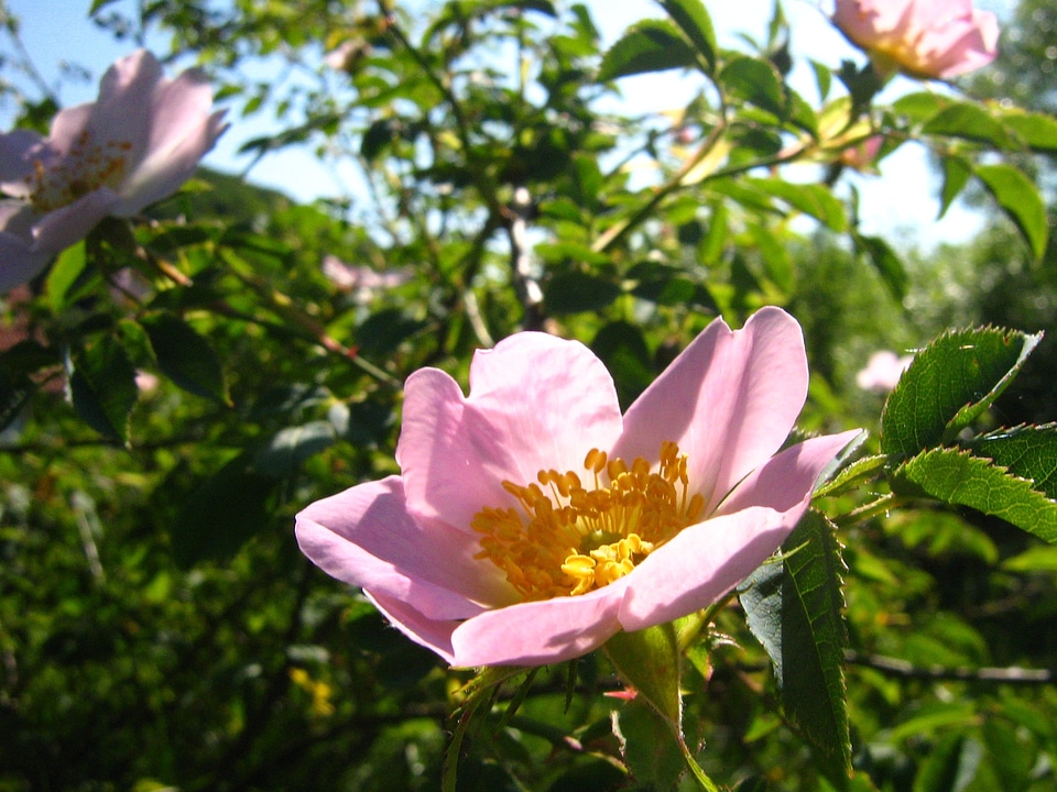 Foliage branch rose petals