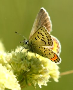 BLUE, ACMON (Plebejus acmon) (7-20-2019) 6300 ft, emerald lake c g, custer-gallatin nat forest,  -01