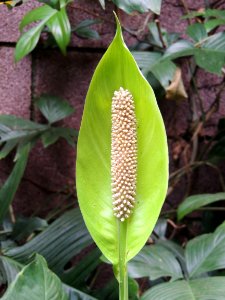 Spathiphyllum blandum Schott. Araceae.