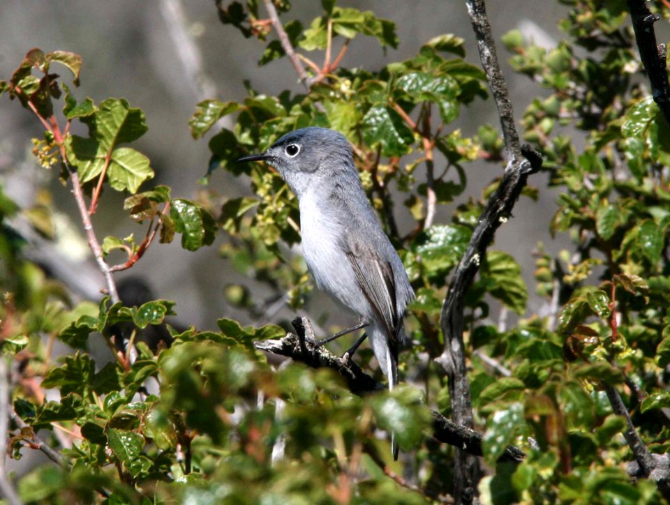 GNATCATCHER, BLUE-GRAY (4-19-09) cerro alto -01