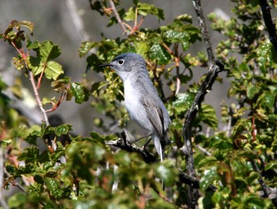 GNATCATCHER, BLUE-GRAY (4-19-09) cerro alto -01