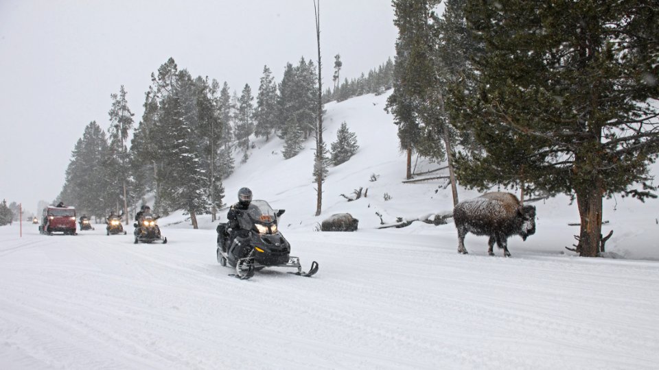 Snwomobiles and bison photo