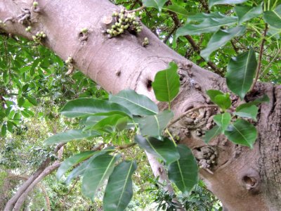 Ficus superba (Miq.) Miq. Moraceae. "Higuera del mar".