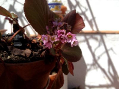 Bergenia crassifolia (L.) Fritsch photo