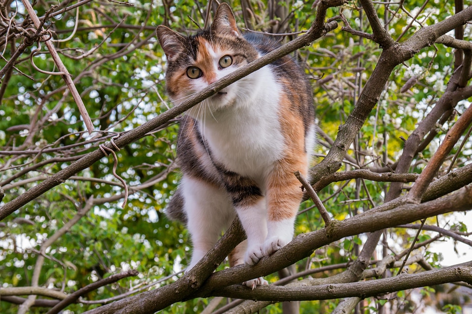 Lucky cat domestic cat tree